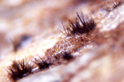 Anthracnose acervuli (fruiting/spore-producing structure).