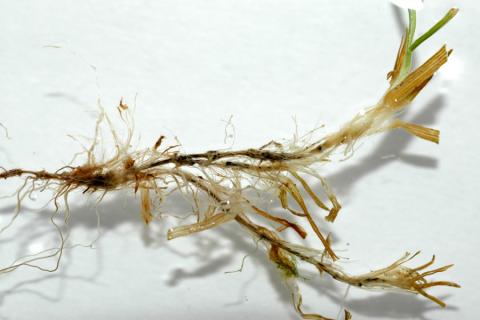 Anthracnose basal rot