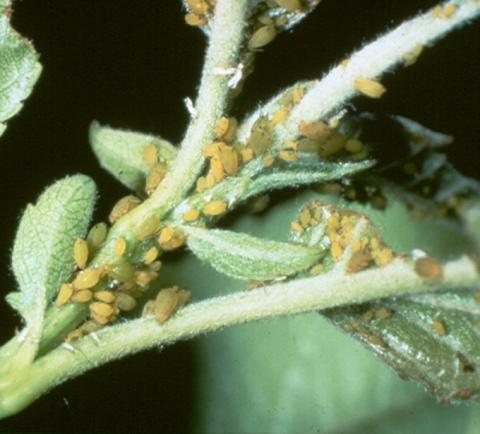 aphids - J. Schuster