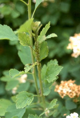 Aphids on van houtte spirea