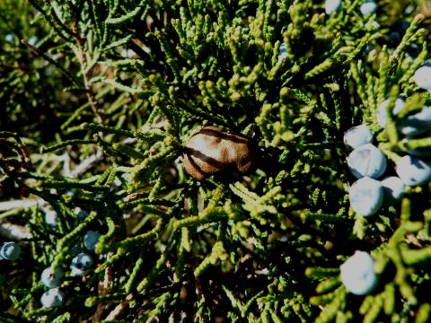 Maturing rust gall on juniper.