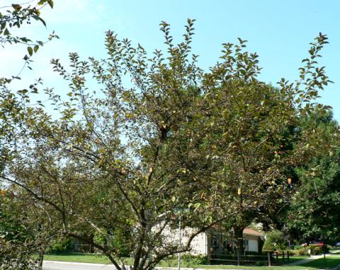 Apple scab infection causing dofoliation of crabapple.