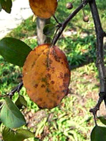 Apple scab on crabapple leaves.