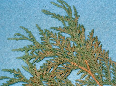 Arborvitae leaf miner damage