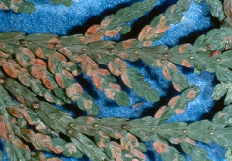 Aborvitae leaf miner damage - close up