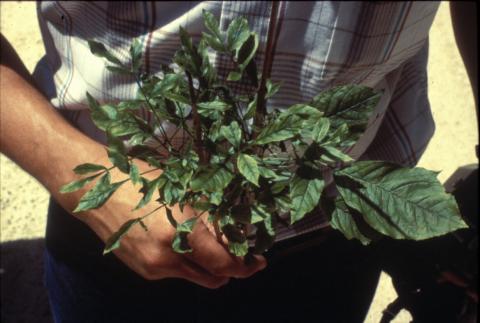 White ash tree showing witches' brooms due to ash yellows infection.
