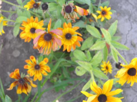 Atrazine herbicide drift on Rudbeckia (daisy). 