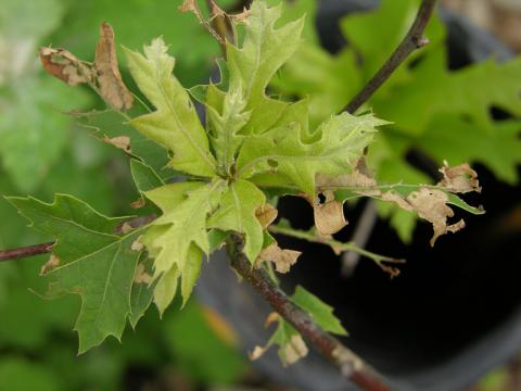 Atrazine herbicide drift onto red oak.