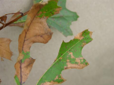 Atrazine herbicide drift on red oak.