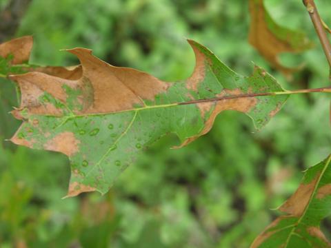 Atrazine herbicide drift on red oak.