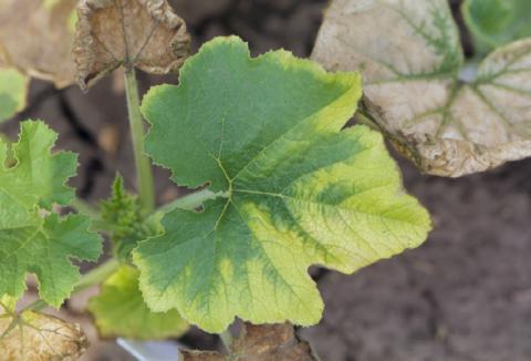 Atrazine herbicide drift on pumpkin (cucurbit).