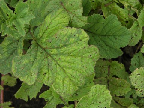 Atrazine herbicide drift on radishes.