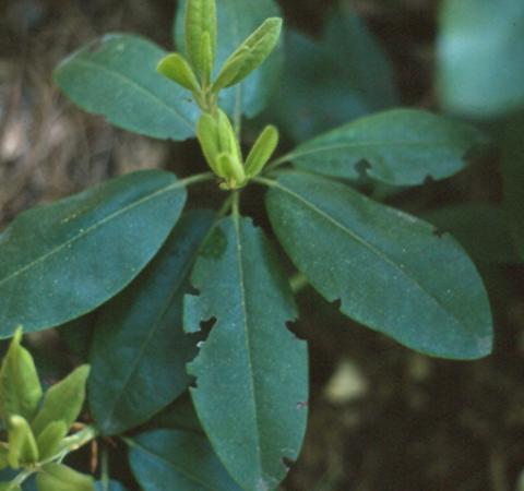 Black vine weevil damage on rhododendron