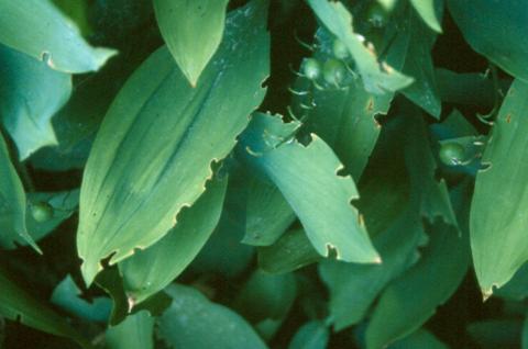 Black vine weevil damage on lily-of-the-valley