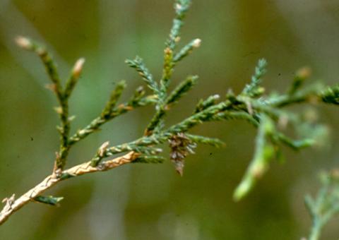 Bagworm on juniper