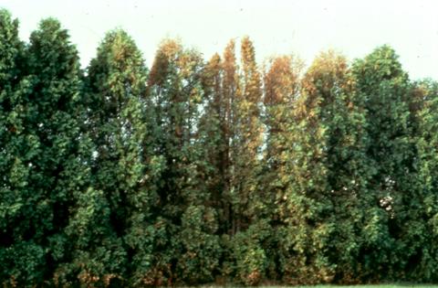 Bagworm damage to arborvitae