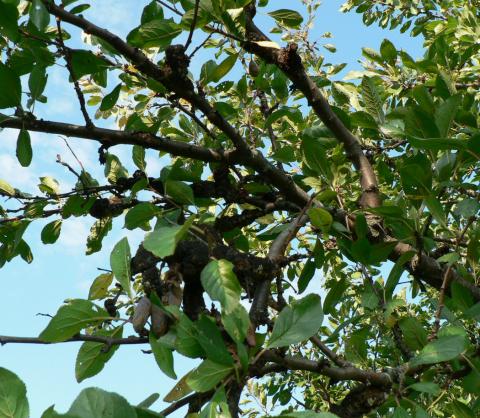 Black knot (2nd yr) on plum.