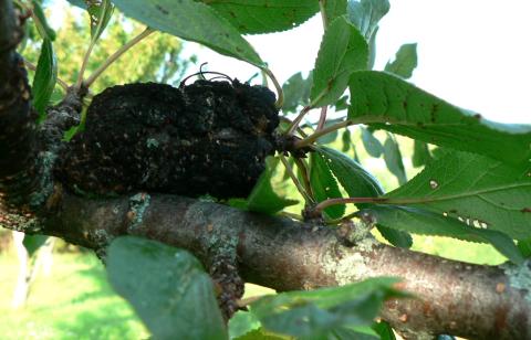 Black knot (2nd yr) on plum.