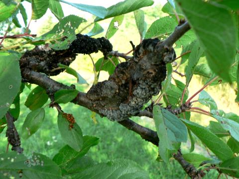 Black knot (3rd yr) on plum.