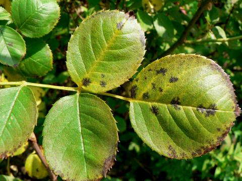 Black spot on rose.