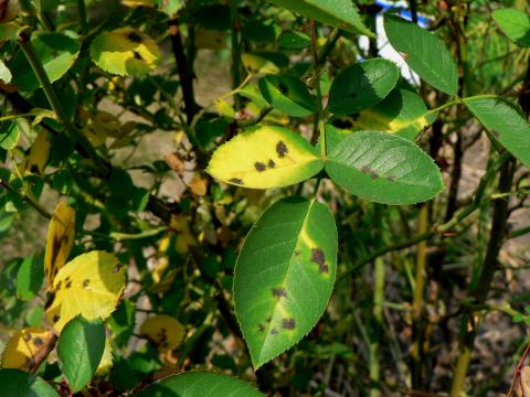 Black spot on rose leaves.