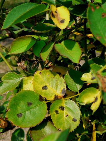 Black spot on rose leaves.