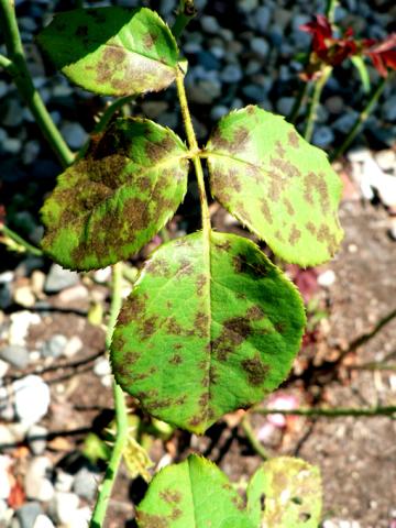 Black spot on rose leaves.