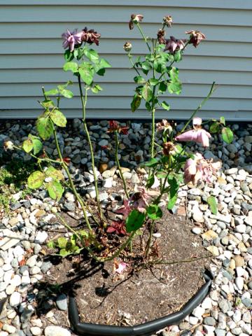 Black spot on rose leaves.