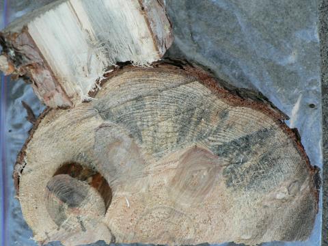 Blue stain (discoloration due to fungal infection).