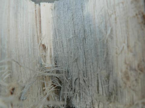 Blue stain (discoloration due to fungal infection).