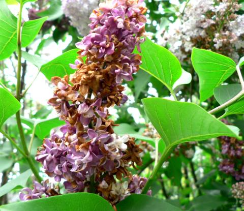 Botrytis blight on lilac flowers. 