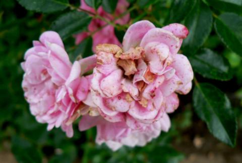 Botrytis blight on rose flowers. 