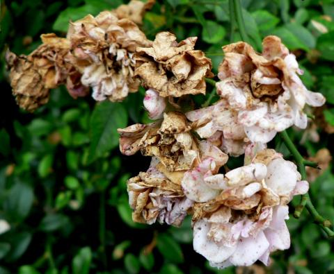 Botrytis blight on rose flowers. 