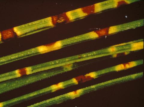 Brown spot lesions can look like needle cast