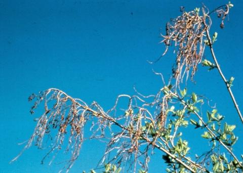Honeysuckle aphid damage after frost