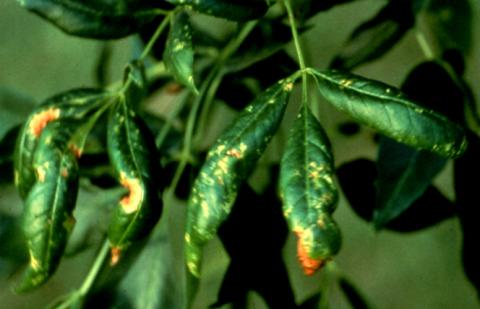 Anthracnose (brown spots) and plant bug stippling (white spots) on ash tree leaflets