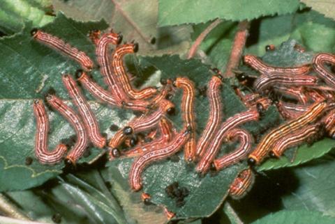 Yellow-necked caterpillars.