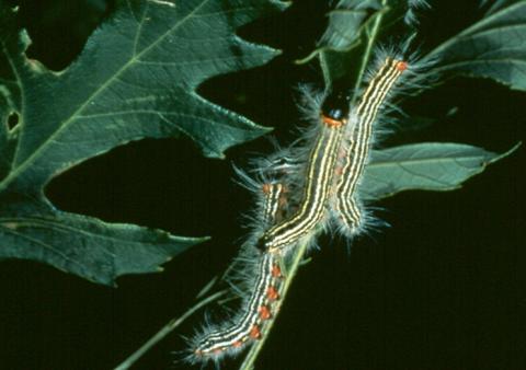 Yellow-necked caterpillars.