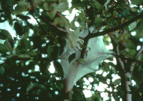 Eastern tent caterpillar neest