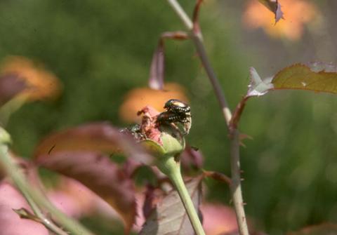 Japanese beetles on rose bud and feeding damage