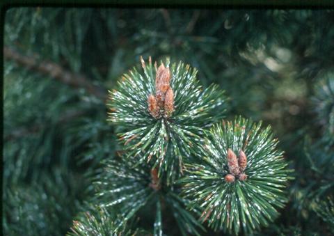 Pine needle scale
