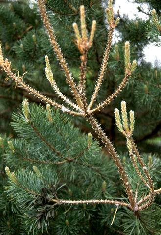 Pine sawfly damage on Austrian pine