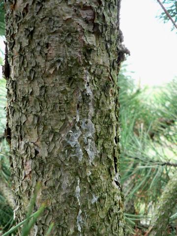 "Bleeding" canker on pine.