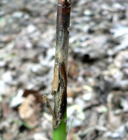 Cankered dogwood stem