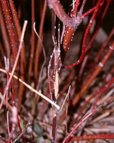 Canker lesion on redtwig dogwood