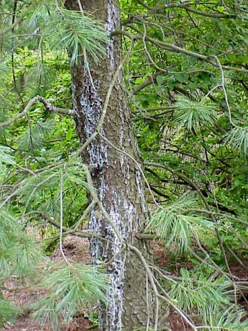 "Bleeding" canker on white pine.