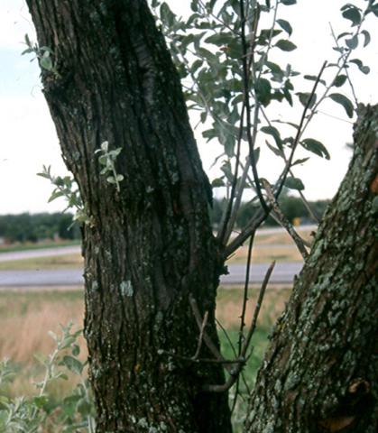 Russian olive with cankers