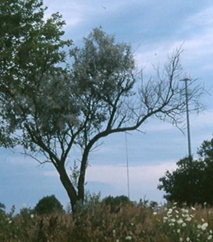 Russian olive dying back due to cankers