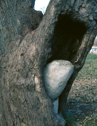 Rotted center of tree was filled with cement - NOT a recommended practice.