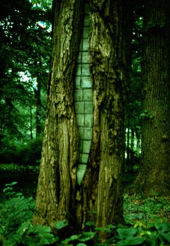 Rotted center of tree was filled with cement - NOT a recommended practice.